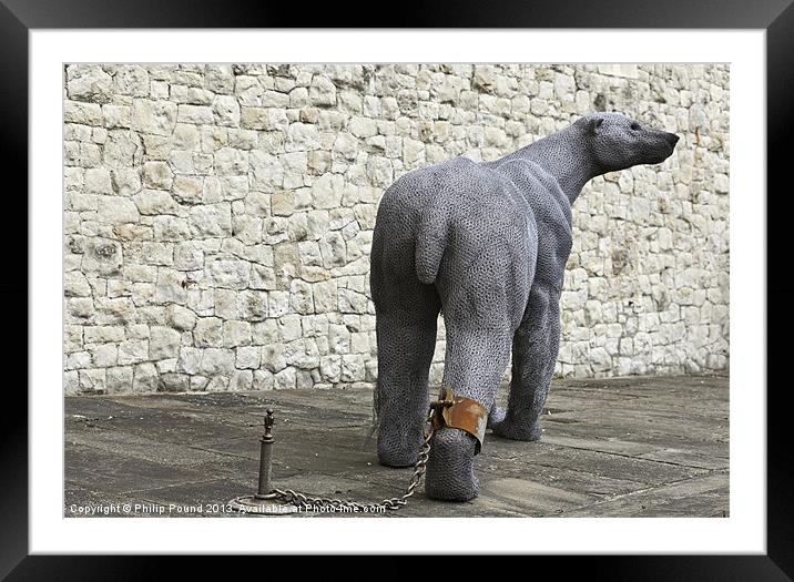 Polar Bear Tower of London Framed Mounted Print by Philip Pound