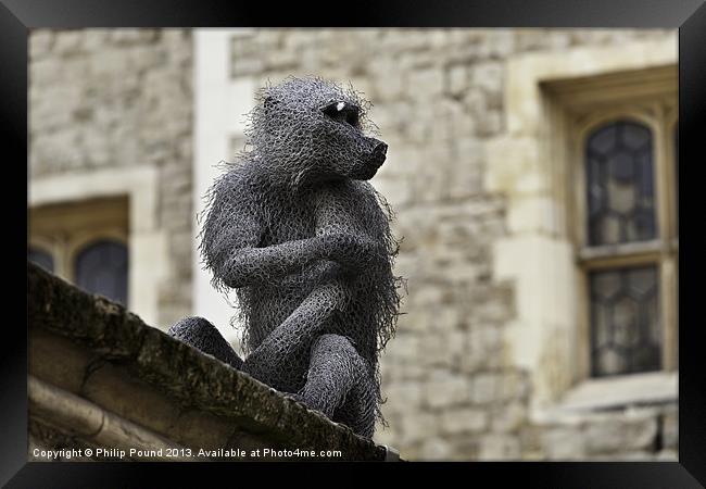 Monkey at Tower of London Framed Print by Philip Pound