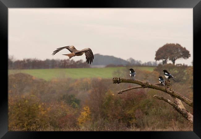Red Kite and Magpies Framed Print by Philip Pound