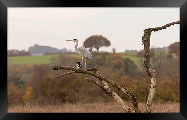Grey Heron and Magpie Framed Print by Philip Pound