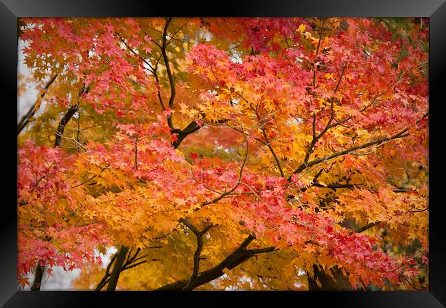 Glorious Autumn Leaves Framed Print by Philip Pound