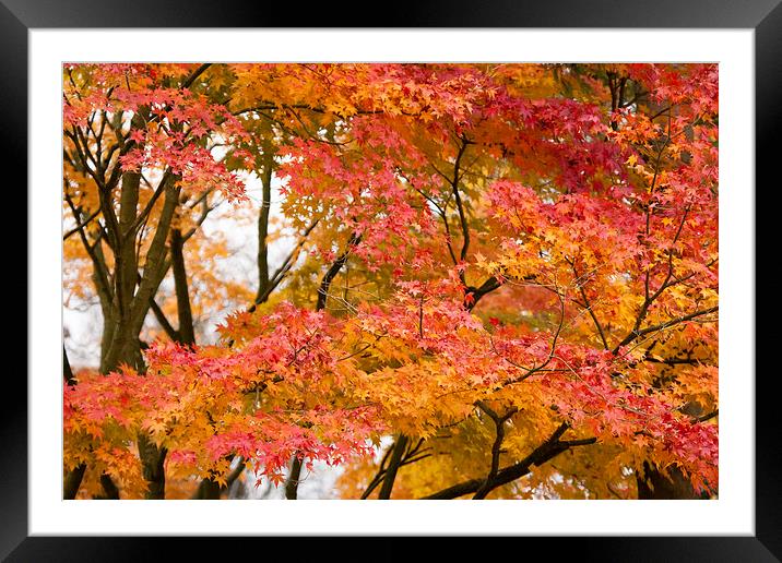 Fabulous Autumn Colours Framed Mounted Print by Philip Pound