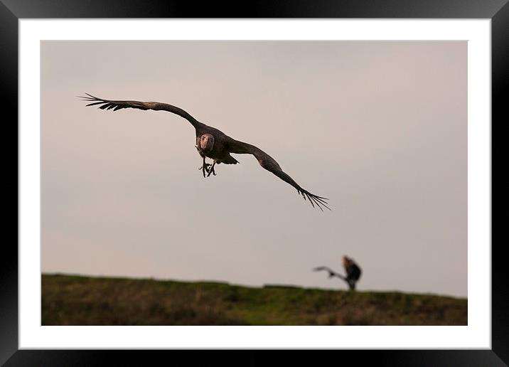 Vulture in Flight Framed Mounted Print by Philip Pound