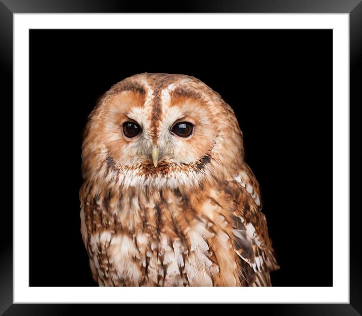 Tawny Owl Portrait Framed Mounted Print by Philip Pound