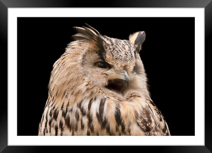 Hooting Owl Framed Mounted Print by Philip Pound