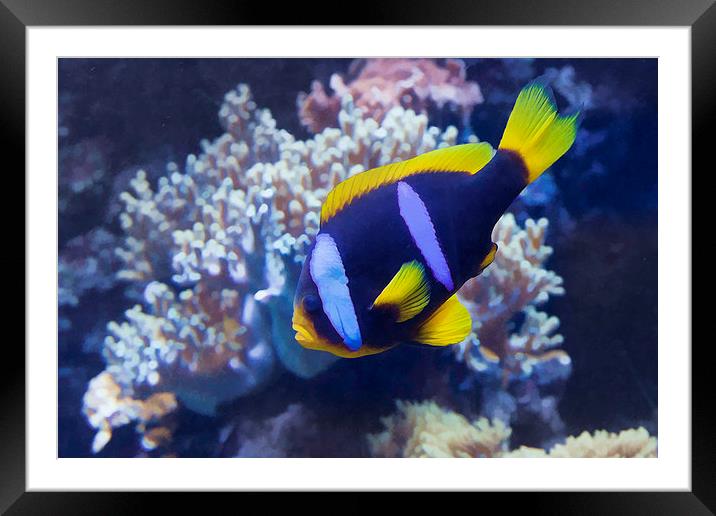Tropical Fish in Aquarium Framed Mounted Print by Philip Pound