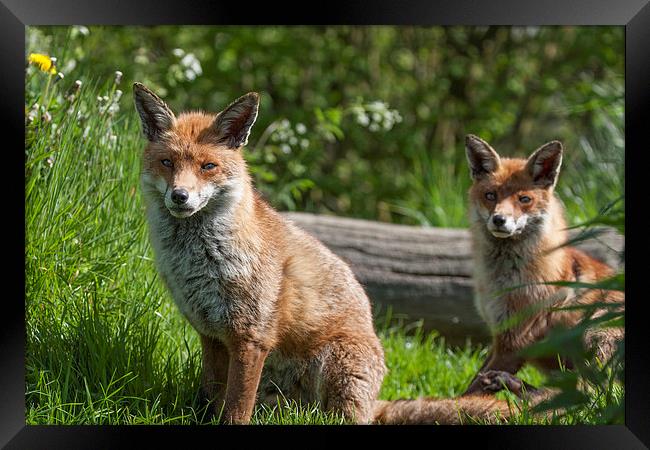 Pair of English Red Foxes Framed Print by Philip Pound