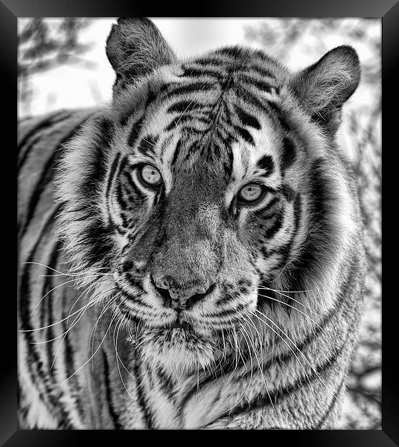 Tiger Portrait Framed Print by Philip Pound