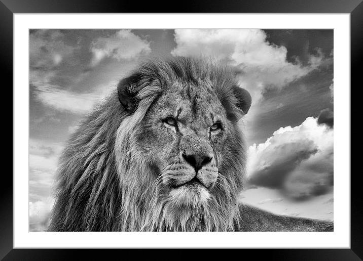 Lion Portrait Framed Mounted Print by Philip Pound