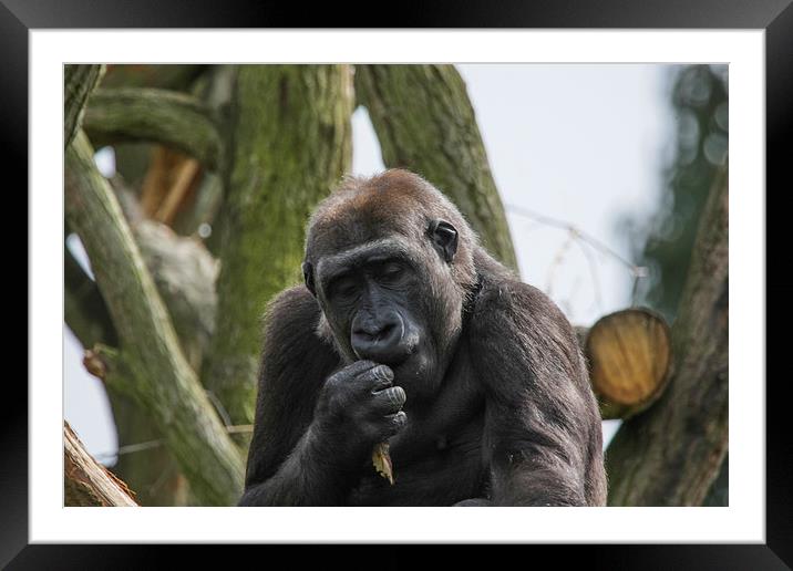 Silver Back Gorilla Framed Mounted Print by Philip Pound