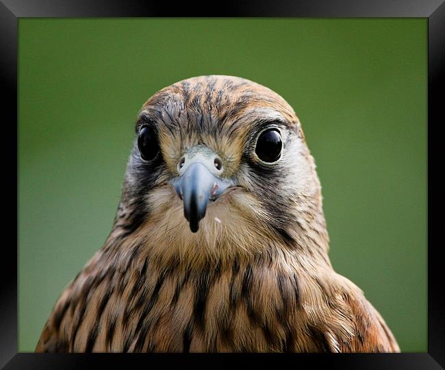 Young Kestrel Portrait Framed Print by Philip Pound