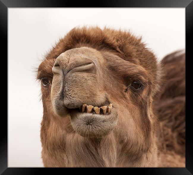 Camel - A Fine Set of Teeth Framed Print by Philip Pound
