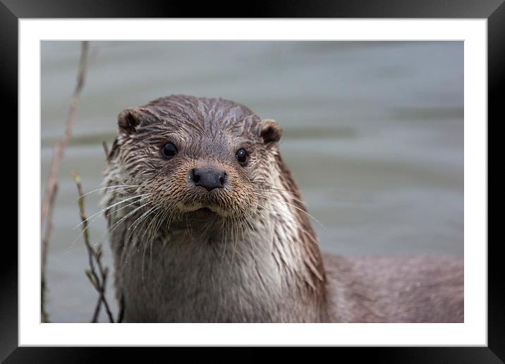 British River Otter Framed Mounted Print by Philip Pound