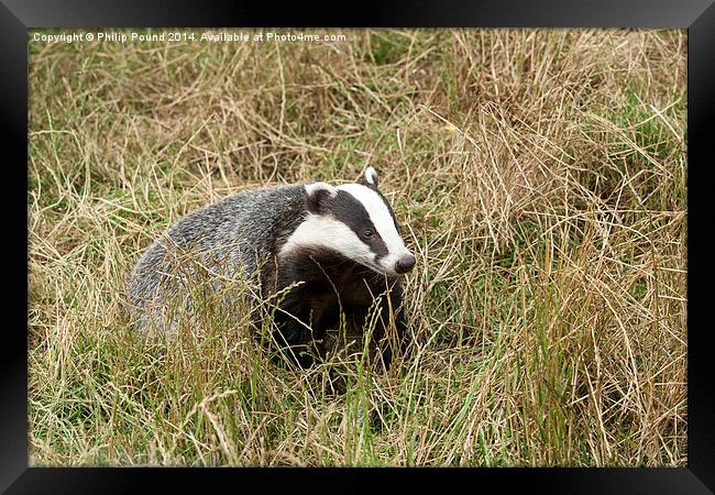  Badger in wild grass Framed Print by Philip Pound