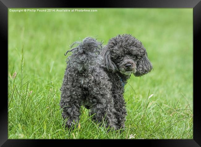  Black Toy Poodle in a field  Framed Print by Philip Pound