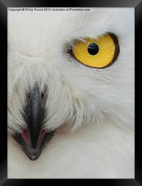  Snowy Owl  Framed Print by Philip Pound