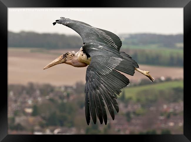  African Marabou Stork in Flight Framed Print by Philip Pound