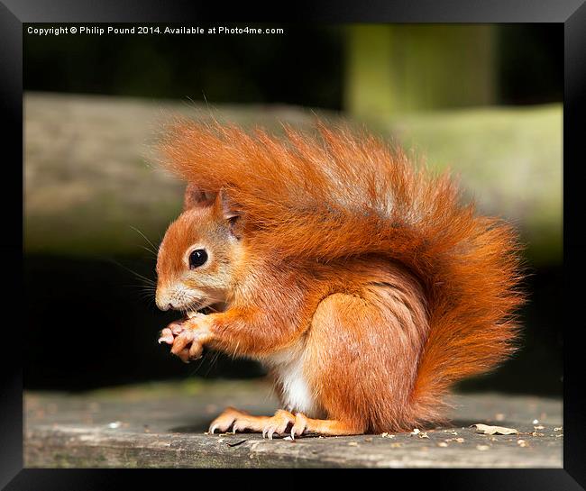  Red Squirrel Eating a Hazelnut Framed Print by Philip Pound