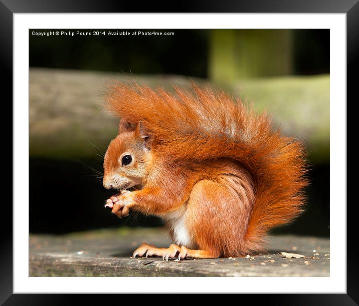  Red Squirrel Eating a Hazelnut Framed Mounted Print by Philip Pound
