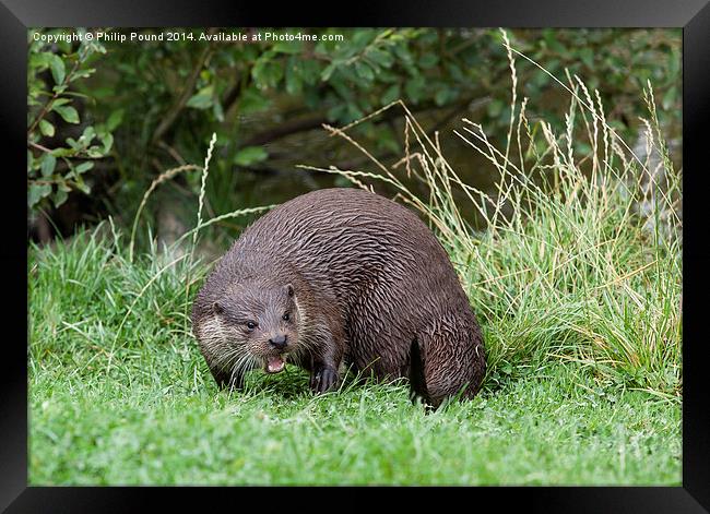  River Otter  Framed Print by Philip Pound