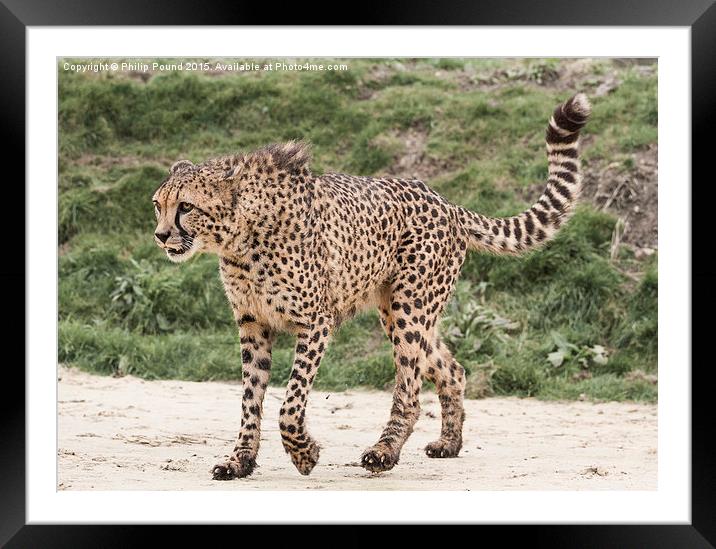  Cheetah Framed Mounted Print by Philip Pound