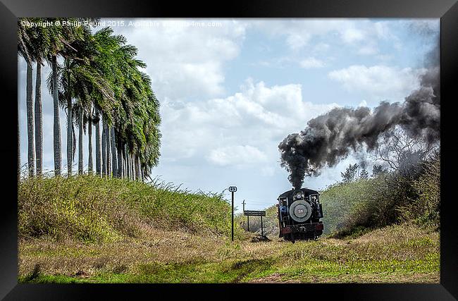  Steam Train and the Royal Palm Trees in Cuba Framed Print by Philip Pound