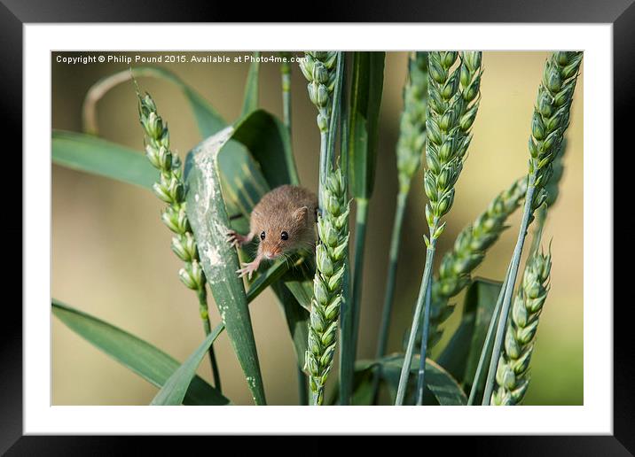  Harvest Mouse in the Grass Framed Mounted Print by Philip Pound