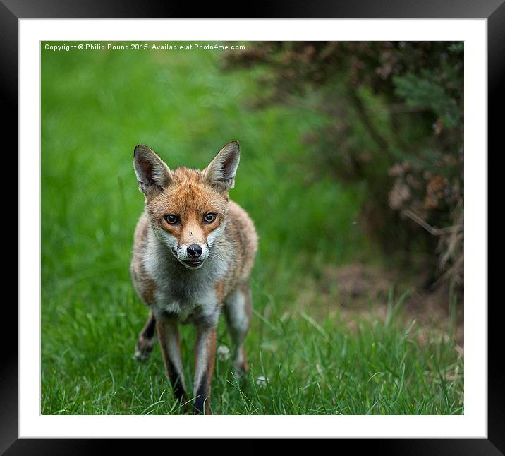  Red Fox in the grass Framed Mounted Print by Philip Pound