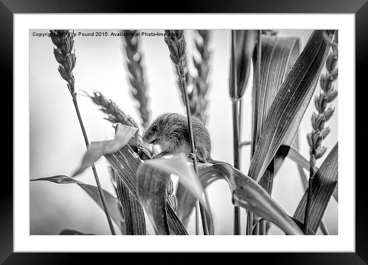  Harvest Mouse  Framed Mounted Print by Philip Pound