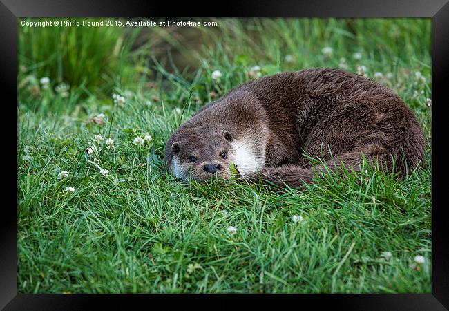  Otter Curled Up Framed Print by Philip Pound