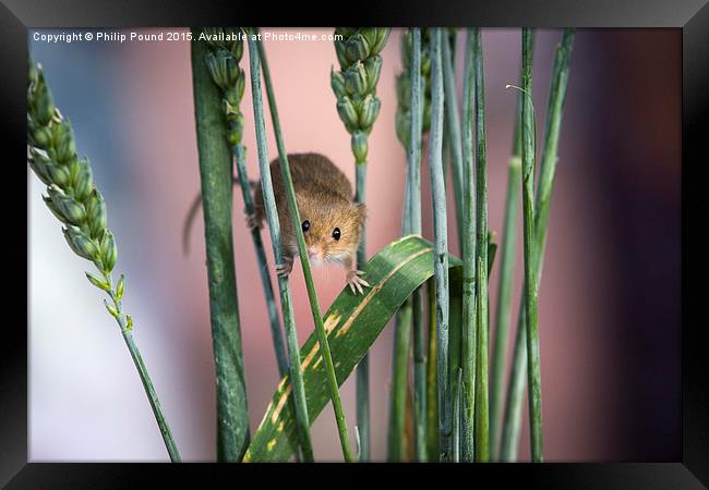  Harvest Mouse in Grass Framed Print by Philip Pound