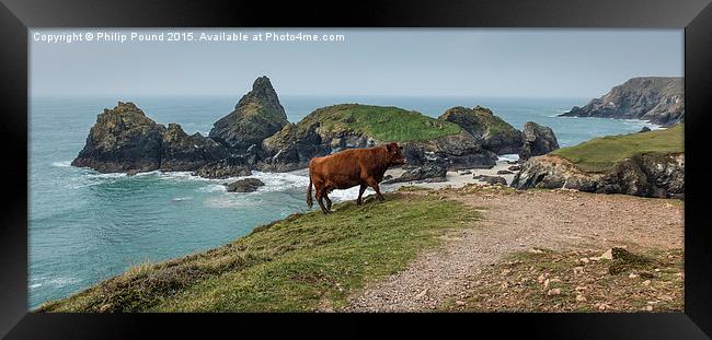  Cow at Kynance Cove in Cornwall Framed Print by Philip Pound