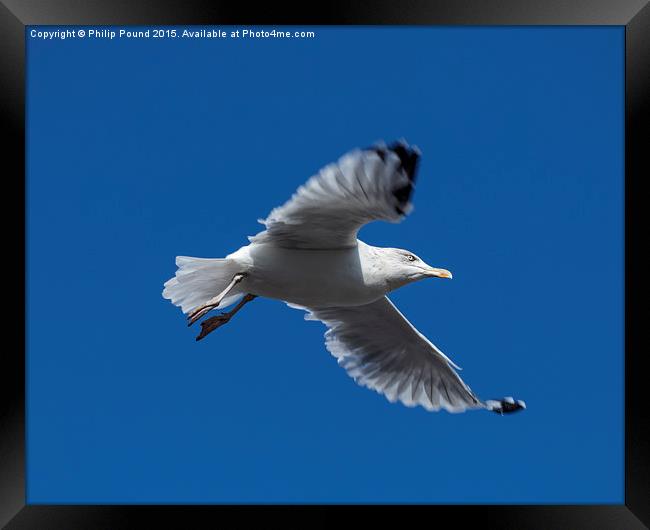  Seagull in Flight Framed Print by Philip Pound