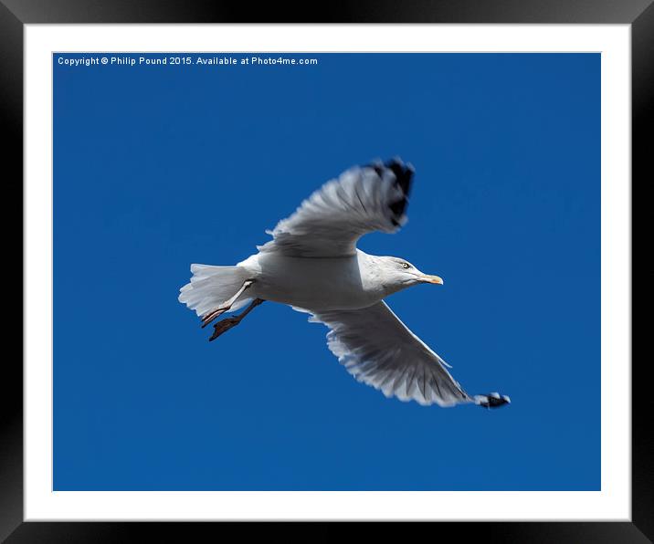  Seagull in Flight Framed Mounted Print by Philip Pound