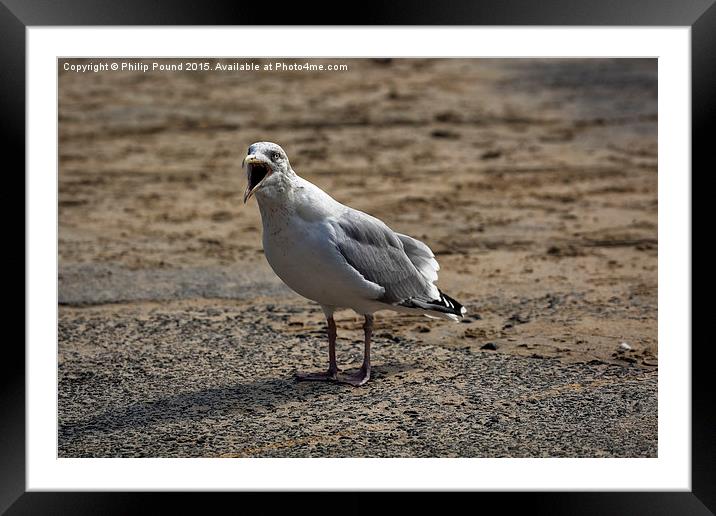  Seagull Very Animated Framed Mounted Print by Philip Pound