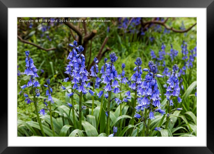 Bluebells in the Garden Framed Mounted Print by Philip Pound