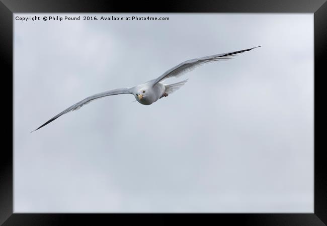 Seagull in Flight Framed Print by Philip Pound