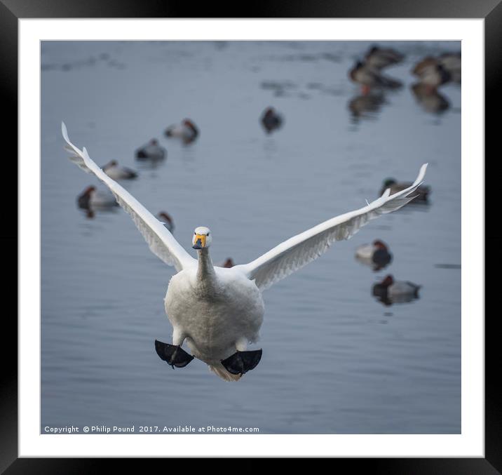 Whooper Swan Landing Framed Mounted Print by Philip Pound