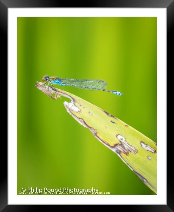 Red Eyed Dragonfly Framed Mounted Print by Philip Pound