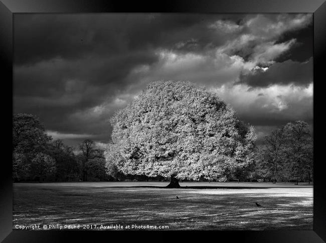 Infrared Tree Framed Print by Philip Pound