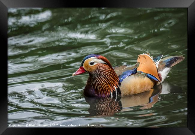 Mandarin Duck Swimming Framed Print by Philip Pound