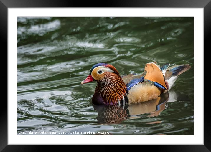 Mandarin Duck Swimming Framed Mounted Print by Philip Pound