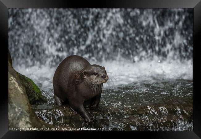 Asian Short Claw Otter and Waterfall Framed Print by Philip Pound