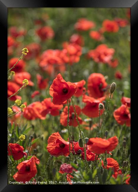 Red Poppy Flowers in Field Framed Print by Philip Pound