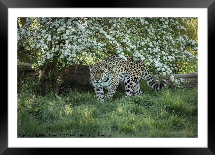 Amur Leopard Framed Mounted Print by Philip Pound