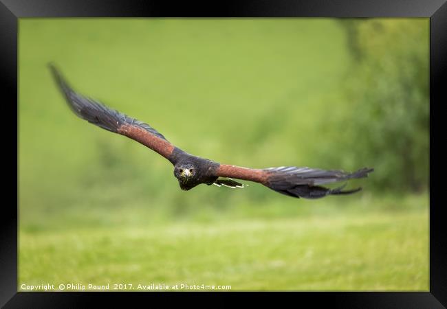 Hen Harrier Bird of Prey in Flight Framed Print by Philip Pound