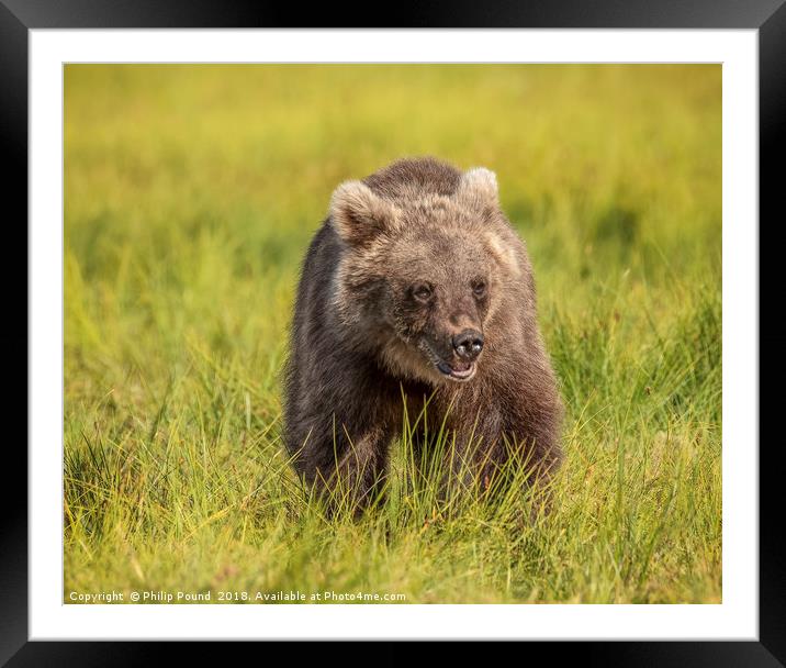 Wild Brown Bear Framed Mounted Print by Philip Pound