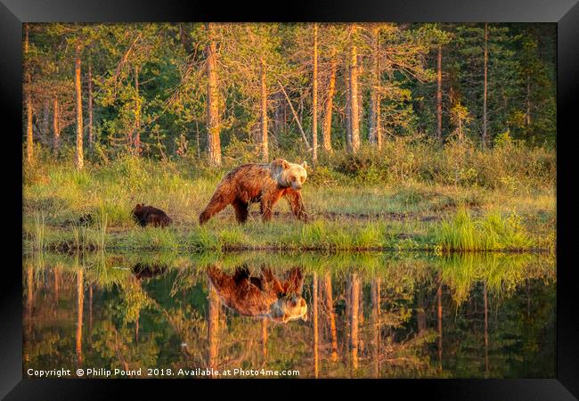 Wild Brown Bears by the Lake Framed Print by Philip Pound