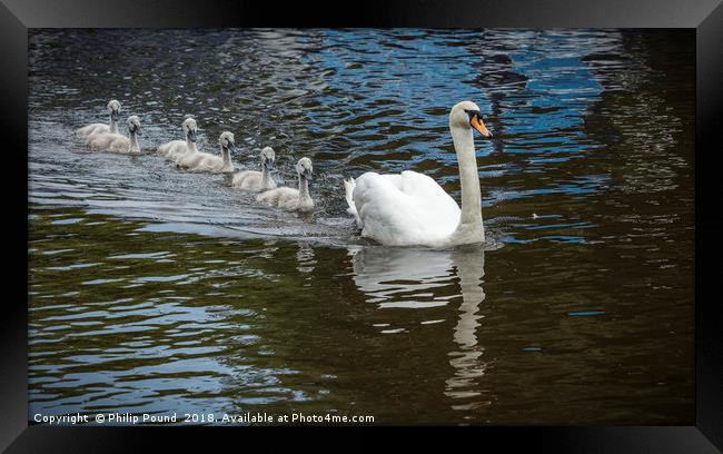 Mute Swan With Cygnets on Canal Framed Print by Philip Pound