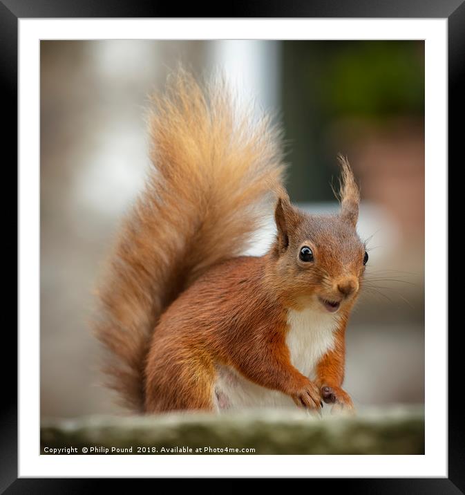 Red Squirrel Framed Mounted Print by Philip Pound